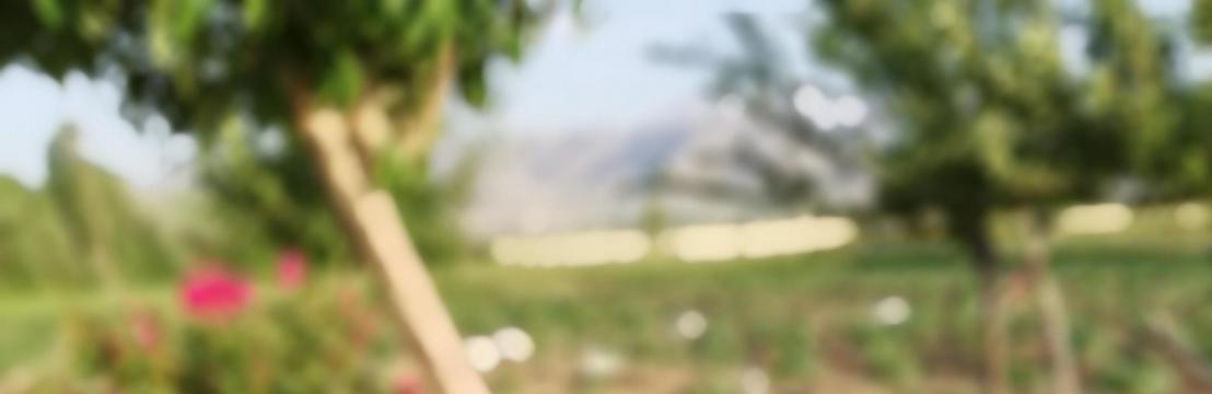 سعید بهرامی